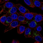 Immunofluorescent staining of human cell line Hep G2 shows localization to the Golgi apparatus.