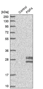 Western blot analysis in control (vector only transfected HEK293T lysate) and FGF4 over-expression lysate (Co-expressed with a C-terminal myc-DDK tag (~3.1 kDa) in mammalian HEK293T cells, LY419590).