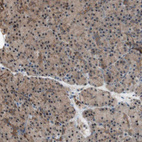 Immunohistochemical staining of human pancreas shows very weak positivity in exocrine glandular cells as expected.