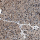Immunohistochemical staining of human pancreas shows very weak positivity in exocrine glandular cells as expected.