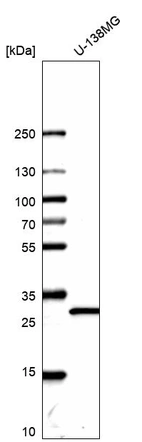 Western blot analysis in human cell line U-138MG.