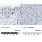 Anti-CD207 Antibody