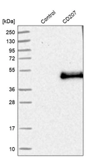 Western blot analysis in control (vector only transfected HEK293T lysate) and CD207 over-expression lysate (Co-expressed with a C-terminal myc-DDK tag (~3.1 kDa) in mammalian HEK293T cells, LY402461).