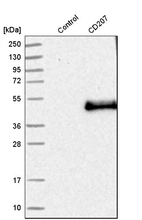Western blot analysis in control (vector only transfected HEK293T lysate) and cD207 over-expression lysate (Co-expressed with a C-terminal myc-DDK tag (~3.1 kDa) in mammalian HEK293T cells, LY402461).