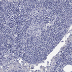 Immunohistochemical staining of human lymph node shows no positivity in non-germinal center cells as expected.