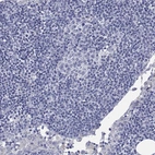 Immunohistochemical staining of human lymph node shows no positivity in non-germinal center cells as expected.