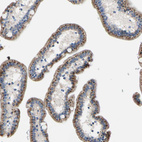 Immunohistochemical staining of human small intestine shows strong cytoplasm granular positivity in glandular cells.