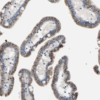 Immunohistochemical staining of human small intestine shows strong cytoplasm granular positivity in glandular cells.