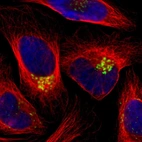 Immunofluorescent staining of human cell line U-2 OS shows localization to the Golgi apparatus.