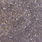 Immunohistochemical staining of human tonsil shows high expression.