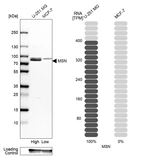 Western blot analysis in human cell lines U-251MG and MCF-7 using Anti-MSN antibody. Corresponding MSN RNA-seq data are presented for the same cell lines. Loading control: Anti-GAPDH.
