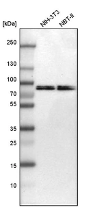 Western blot analysis in mouse cell line NIH-3T3 and rat cell line NBT-II.