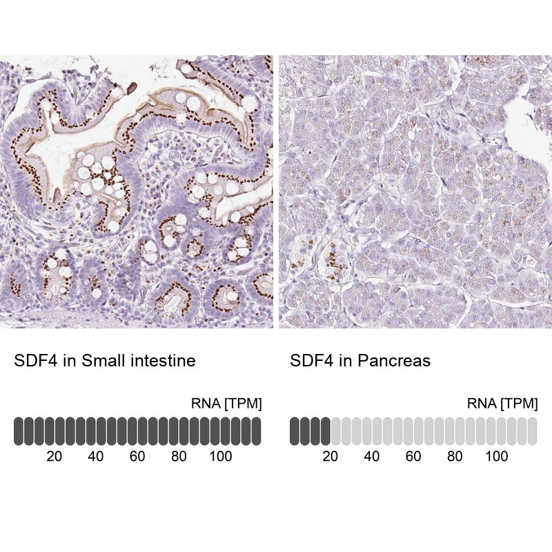 Rabbit Polyclonal Anti-SDF4 Antibody - Buy for research - Highly ...