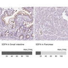 Anti-SDF4 Antibody