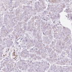 Anti-SDF4 Antibody