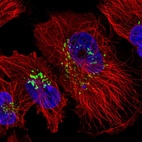 Immunofluorescent staining of human cell line U-251 MG shows localization to the Golgi apparatus.
