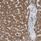 Anti-ERLIN1 Antibody