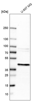 Western blot analysis in human cell line U-937 MG.