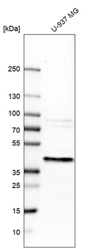 Western blot analysis in human cell line U-937 MG.