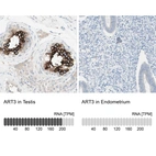 Anti-ART3 Antibody