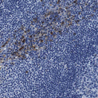 Immunohistochemical staining of human lymph node shows moderate to strong positivity in non-germinal center cells.