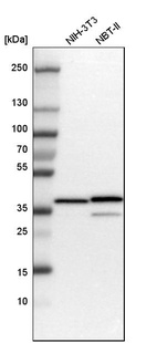 Western blot analysis in mouse cell line NIH-3T3 and rat cell line NBT-II.