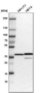 Western blot analysis in mouse cell line NIH-3T3 and rat cell line NBT-II.
