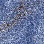 Immunohistochemical staining of human lymph node shows moderate positivity in non-germinal center cells.