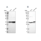 Western blot analysis using Anti-ANXA1 antibody HPA011272 (A) shows similar pattern to independent antibody HPA011271 (B).