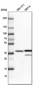 Western blot analysis in mouse cell line NIH-3T3 and rat cell line NBT-II.