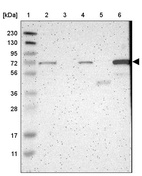 Anti-HSPA12A Antibody