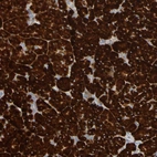 Immunohistochemical staining of human pancreas shows strong cytoplasmic positivity in exocrine glandular cells.