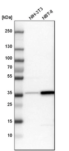Western blot analysis in mouse cell line NIH-3T3 and rat cell line NBT-II.