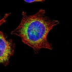 Immunofluorescent staining of human cell line U-251 MG shows localization to endoplasmic reticulum.