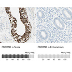 Anti-FMR1NB Antibody