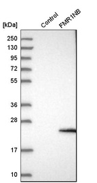 Western blot analysis in control (vector only transfected HEK293T lysate) and FMR1NB over-expression lysate (Co-expressed with a C-terminal myc-DDK tag (~3.1 kDa) in mammalian HEK293T cells, LY407446).