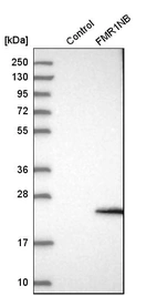 Western blot analysis in control (vector only transfected HEK293T lysate) and FMR1NB over-expression lysate (Co-expressed with a C-terminal myc-DDK tag (~3.1 kDa) in mammalian HEK293T cells, LY407446).