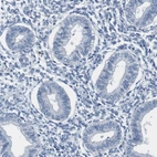 Immunohistochemical staining of human endometrium shows no positivity in glandular cells as expected.