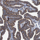 Anti-RPL10 Antibody