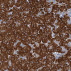 Anti-RPL10 Antibody