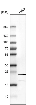 Western blot analysis in human cell line HeLa.
