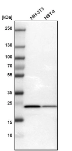 Western blot analysis in mouse cell line NIH-3T3 and rat cell line NBT-II.