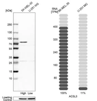 Western blot analysis in human cell lines SK-MEL-30 and U-251MG using Anti-ACSL3 antibody. Corresponding ACSL3 RNA-seq data are presented for the same cell lines. Loading control: Anti-HDAC1.