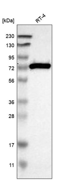 Anti-ACSL1 Antibody
