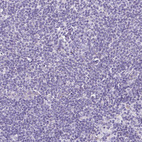 Immunohistochemical staining of human lymph node shows no positivity in non-germinal center cells as expected.