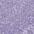 Anti-TMEM246 Antibody