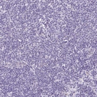 Immunohistochemical staining of human lymph node shows no positivity in non-germinal center cells as expected.
