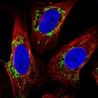 Immunofluorescent staining of human cell line U-2 OS shows localization to mitochondria.
