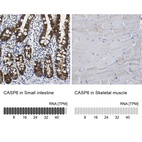 Anti-CASP6 Antibody