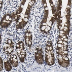 Immunohistochemical staining of human small intestine shows high expression.